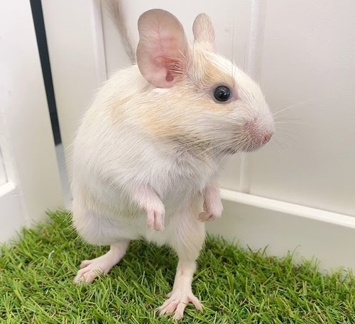 デグー（サンドパイド）Dsp-F556