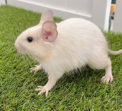 デグー（サンドパイド）Dsp-F556