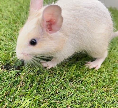 デグー（サンドパイド）Dsp-F556