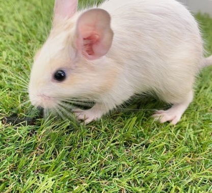 デグー（サンドパイド）Dsp-F556