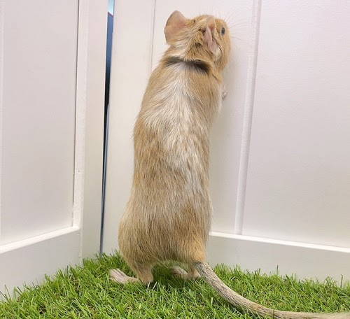 デグー（サンドパイド）Dsp-F563