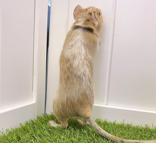 デグー（サンドパイド）Dsp-F563