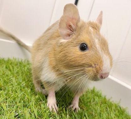 デグー（サンドパイド）Dsp-F563