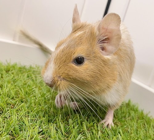 デグー（サンドパイド）Dsp-F563