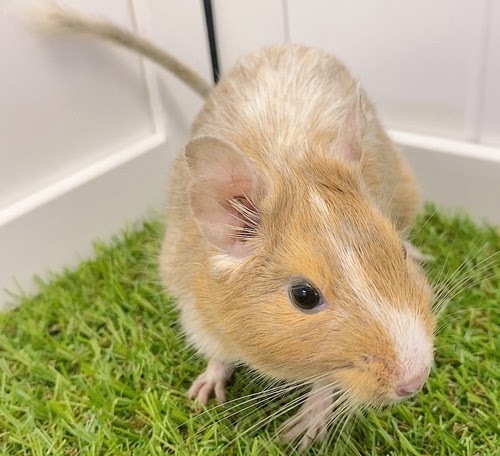 デグー（サンドパイド）Dsp-F563