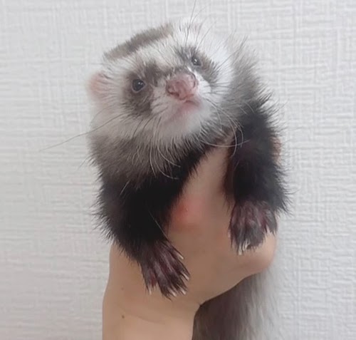 ファーファームフェレット（ブラックセルフ）FFbs-F1043