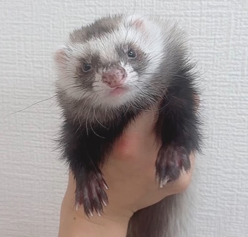 ファーファームフェレット（ブラックセルフ）FFbs-F1043