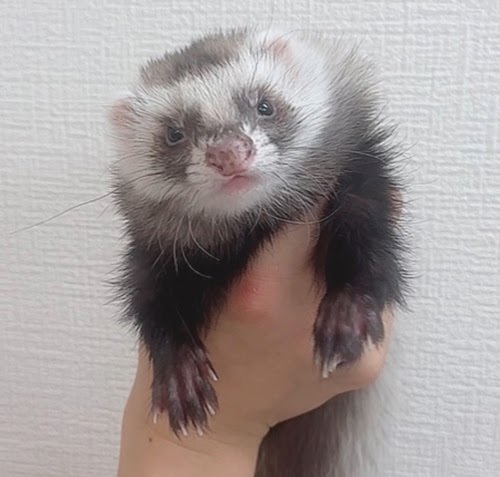 ファーファームフェレット（ブラックセルフ）FFbs-F1043