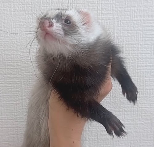 ファーファームフェレット（ブラックセルフ）FFbs-F1043