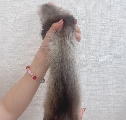 ファーファームフェレット（ブラックセルフ）FFbs-F1043