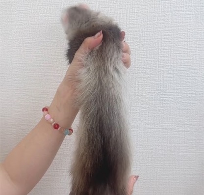 ファーファームフェレット（ブラックセルフ）FFbs-F1043