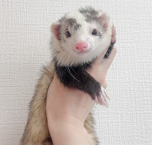 マウンテンビューフェレット（ブレイズ）FMBbl-F997