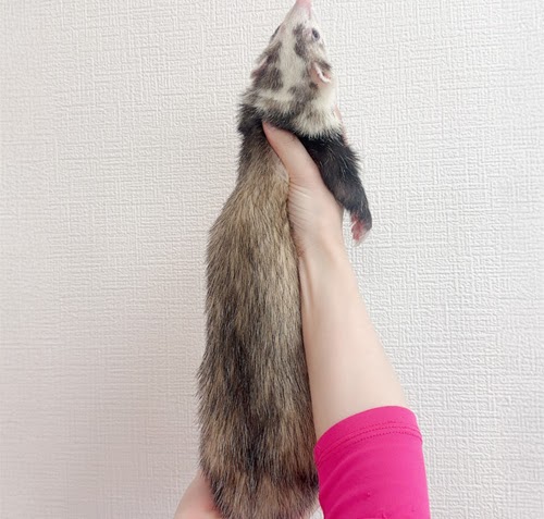 マウンテンビューフェレット（ブレイズ）FMBbl-F997