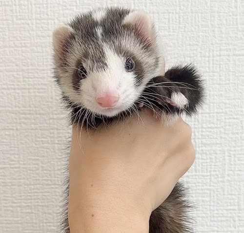 マウンテンビューフェレット（ブレイズ）FMBbl-M1066