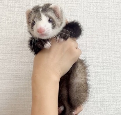 マウンテンビューフェレット（ブレイズ）FMBbl-M1066