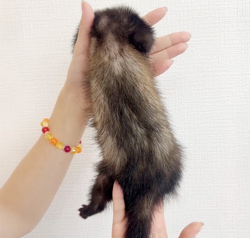 マウンテンビューフェレット（ブレイズ）FMBbl-M1066