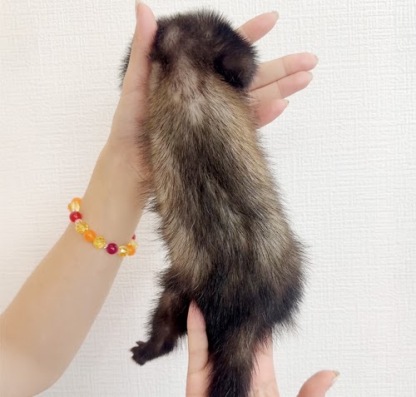 マウンテンビューフェレット（ブレイズ）FMBbl-M1066