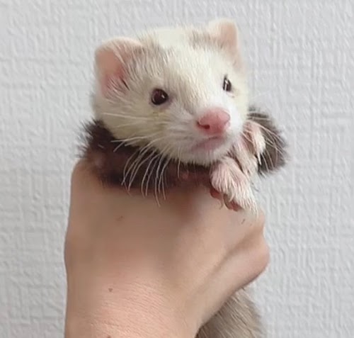 マウンテンビューフェレット（バターパンダ）FMBbp-M1031