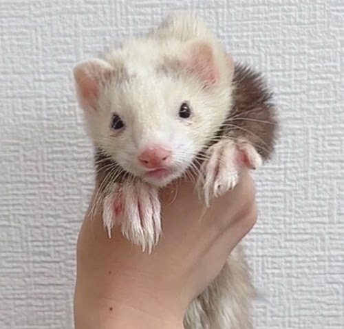 マウンテンビューフェレット（バターパンダ）FMBbp-M1031