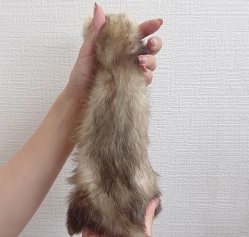 マウンテンビューフェレット（バターパンダ）FMBbp-M1031