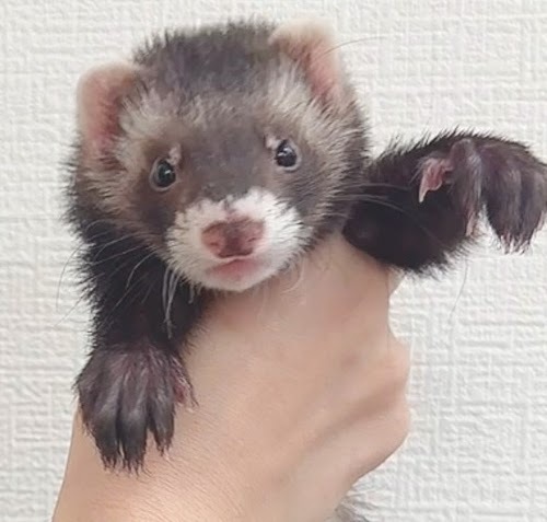 マウンテンビューフェレット（ブラックセーブル）FMBbs-M968