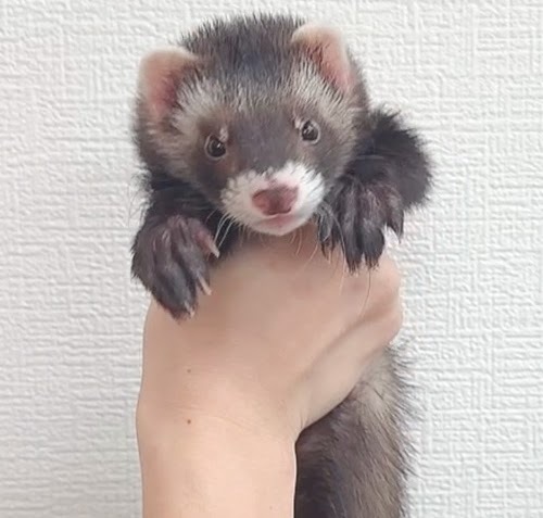 マウンテンビューフェレット（ブラックセーブル）FMBbs-M968