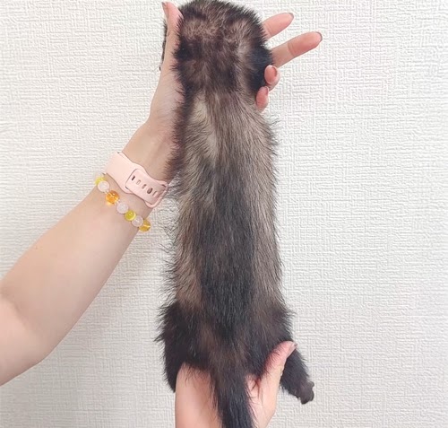 マウンテンビューフェレット（ブラックセーブル）FMBbs-M968