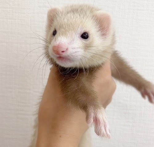 マウンテンビューフェレット（シナモン）FMBc-F1064