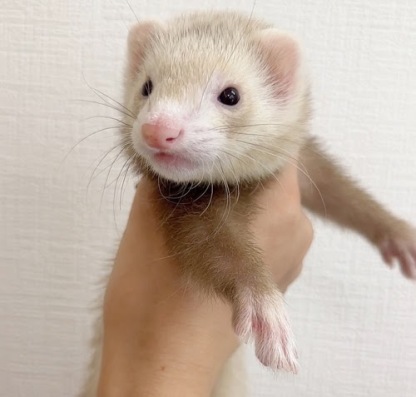 マウンテンビューフェレット（シナモン）FMBc-F1064