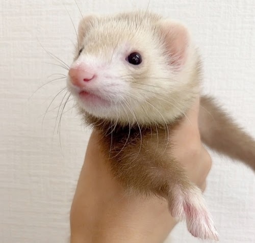 マウンテンビューフェレット（シナモン）FMBc-F1064