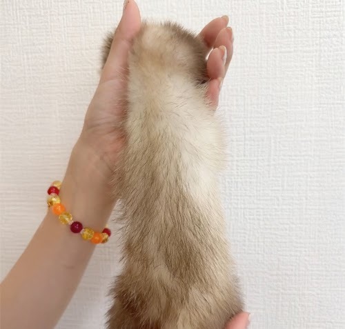 マウンテンビューフェレット（シナモン）FMBc-F1064