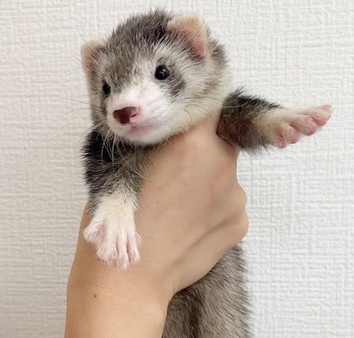 マウンテンビューフェレット（ダークシルバー）FMBdsv-M1065