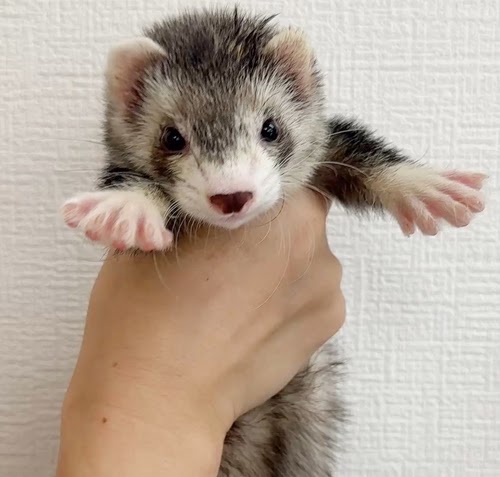 マウンテンビューフェレット（ダークシルバー）FMBdsv-M1065