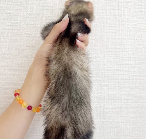 マウンテンビューフェレット（ダークシルバー）FMBdsv-M1065