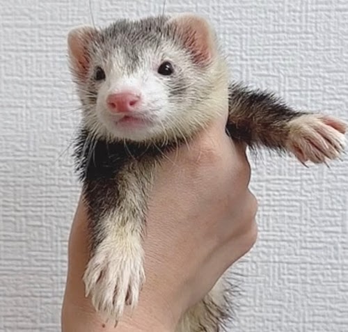 マウンテンビューフェレット（ダークシルバー）FMBdsv-M1030