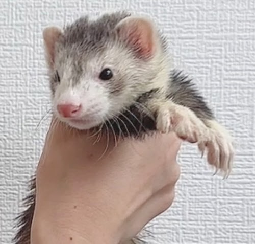 マウンテンビューフェレット（ダークシルバー）FMBdsv-M1030