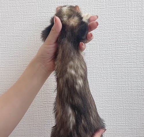 マウンテンビューフェレット（ダークシルバー）FMBdsv-M1030