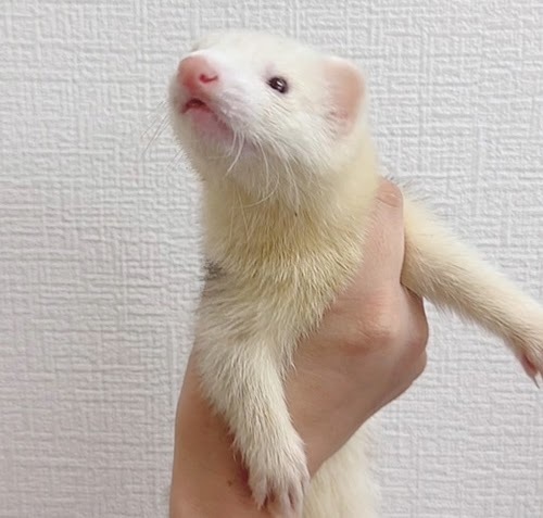 マウンテンビューフェレット（ライトシルバー）FMBlsv-F1033