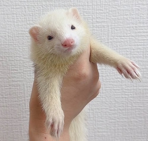 マウンテンビューフェレット（ライトシルバー）FMBlsv-F1033