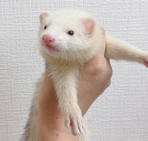 マウンテンビューフェレット（ライトシルバー）FMBlsv-F1033