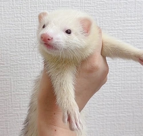 マウンテンビューフェレット（ライトシルバー）FMBlsv-F1033