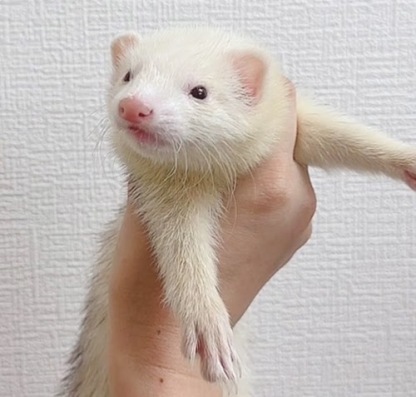 マウンテンビューフェレット（ライトシルバー）FMBlsv-F1033