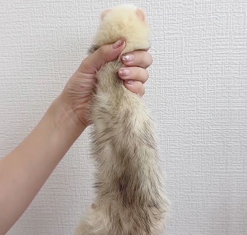 マウンテンビューフェレット（ライトシルバー）FMBlsv-F1033