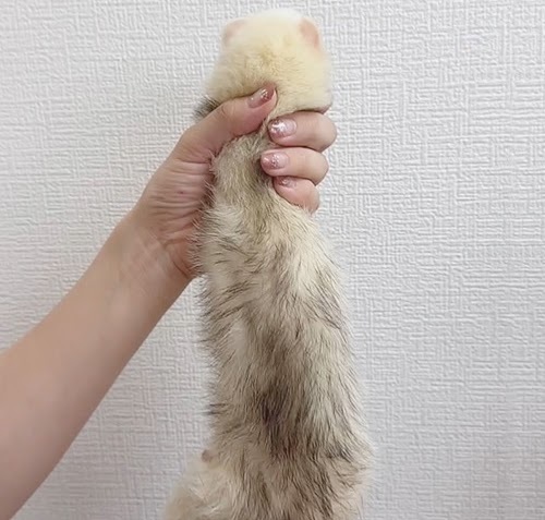 マウンテンビューフェレット（ライトシルバー）FMBlsv-F1033