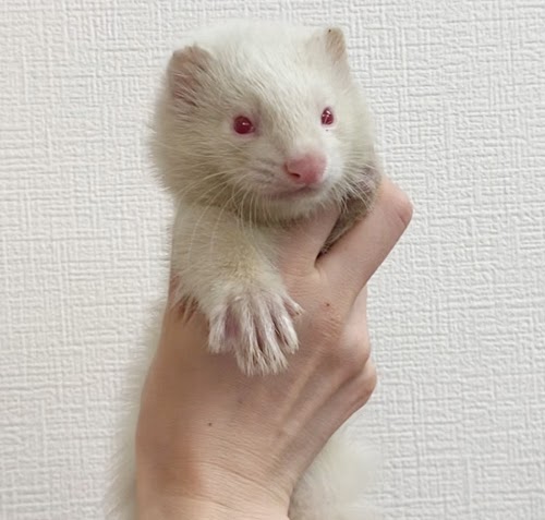 マーシャルフェレット（アルビノ）FMa-M1037