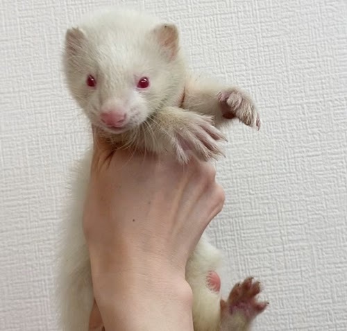 マーシャルフェレット（アルビノ）FMa-M1037