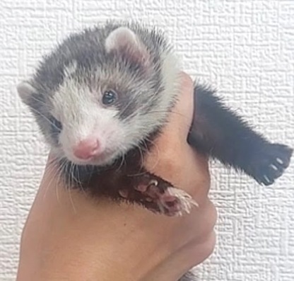 マーシャルフェレット（ブレイズ）FMbl-F1061