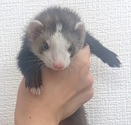 マーシャルフェレット（ブレイズ）FMbl-F1061