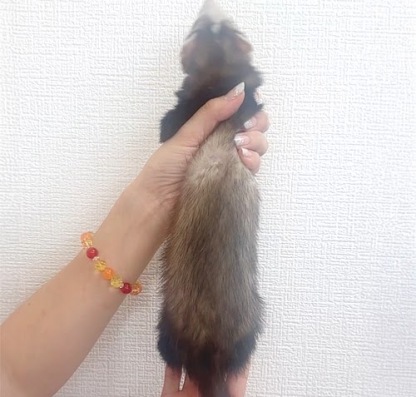 マーシャルフェレット（ブレイズ）FMbl-F1061