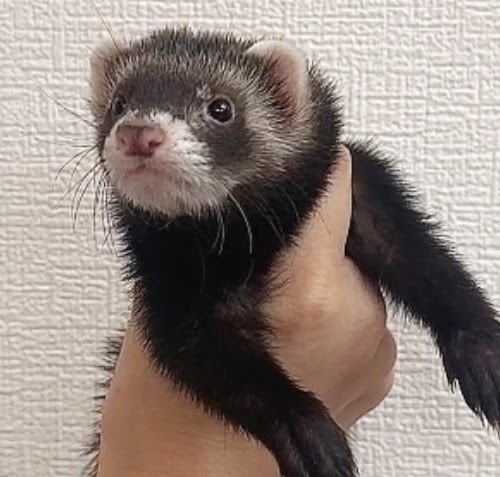 マーシャルフェレット（ブラックセーブル）FMbs-F1002